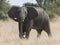 African elephant