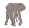 African elephant