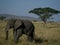 African elephant with an acacia tree in the grasslands of Tanzania