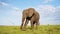 African Elephant, Africa Wildlife, Big Large Male Bull Elephant in Masai Mara, Kenya, Low Angle Shot