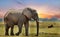 African Elephant on the african plains with a sunset sky background