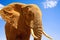 African elephant against blue background