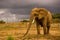 African Elephant against a dark sky