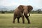 African Elephant Amboseli