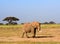 African elephant, Amboseli National Park, Kenya