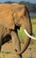 African elephant, Amboseli National Park, Kenya