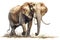 African elephant Animals and wildlife isolate on white background