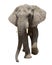 African elephant approaching