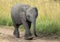 African Elephant Baby, Maasai Mara, Kenya, Africa