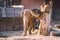 African Elephant Baby And Mom. Animal world. Elephant family mom and baby walk on their territory in sunny weather