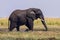 African elephant after a bath in the river