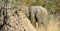 African Elephant behind a termite mound