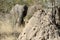 African Elephant behind a termite mound on Safari in Africa