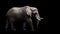 African Elephant on black background