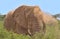 an african elephant blows a cloud of dust onto its head using its trunk in the wild savannah of buffalo spring national reserve,