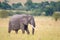 African elephant with broken tusk.