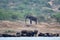 African elephant and buffalos, Queen Elizabeth National Park, Uganda