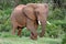 African Elephant Bull