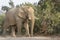 African Elephant bull, desert adapted, scratching