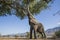 African Elephant bull feeding on a tree