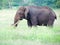 African elephant bull grazing in lush long green grass