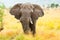 African Elephant Bull. Kruger National Park, South