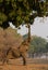 African elephant bull (Loxodonta africana) reaching up