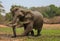 African elephant bull (Loxodonta africana) taking a mud bath