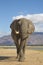 African Elephant bull (Loxodonta africana) walking towards the c