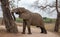 African Elephant Bull in musth pushing against tree in Kruger National Park in South Africa