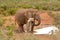 African elephant bull playing with water