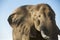 African Elephant bull portrait