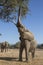 African Elephant bull reaching up at tree