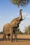 African Elephant bull reaching up at tree