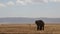 African elephant bull standing in a field of Flowers, Landscape Ngorongoro Crater, Serengeti, Tanzania, Africa, Smooth