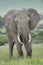 African elephant  bull standing in landscape