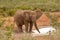 African elephant bull standing at water hole