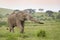 African elephant bull throwing sand and smelling