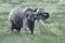 African elephant  bull walking in landscape