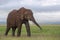 African elephant bull walking in landscape