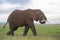 African Elephant  bull walking in landscape