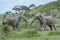 African elephant bulls fighting