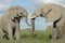 African Elephant  bulls fighting