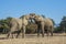 African Elephant bulls play-fighting