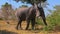 African elephant in the bush