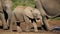 African elephant calf