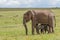 African Elephant with Calf