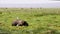 African Elephant Calf Eating in Marshlands of Amboseli