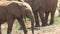 African Elephant calf grazing from a bush