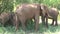 African Elephant calf grazing with the herd